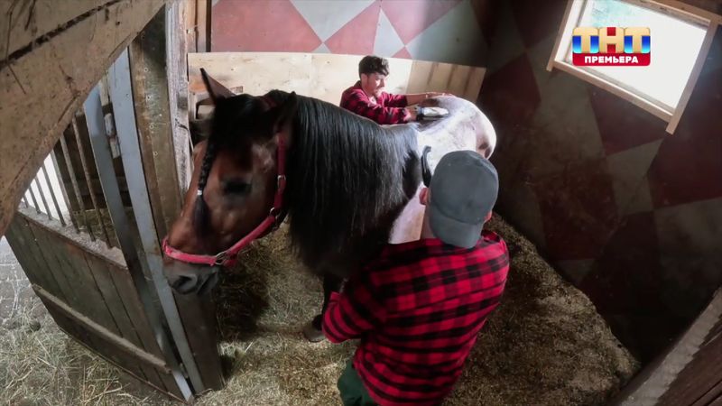 Муха и Сергей пытаются найти подход к коню