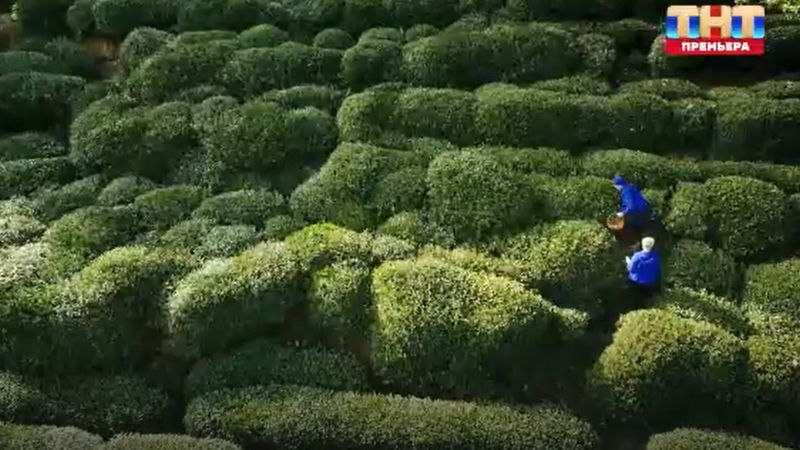 Бескрайние плантации чая в Китае. Фото: кадр из шоу «Сокровища императора»